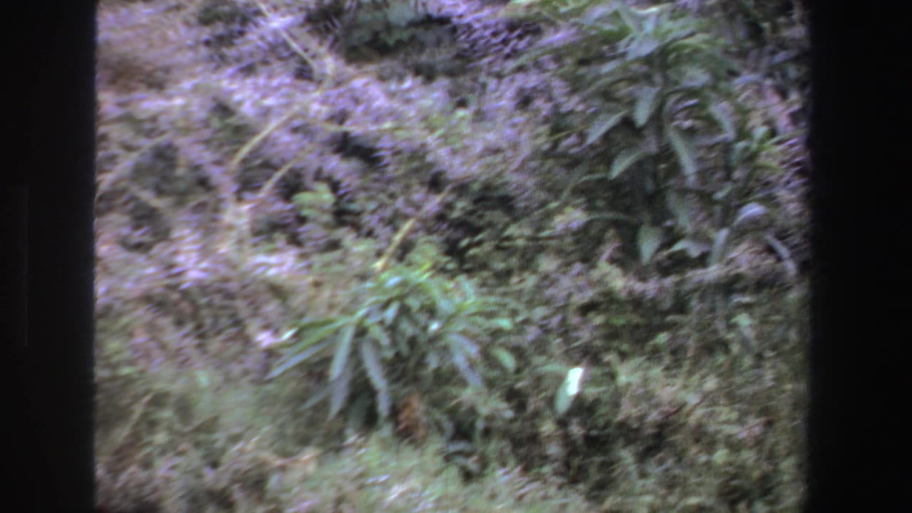 Dense green foliage seen through dark film-frame borders.