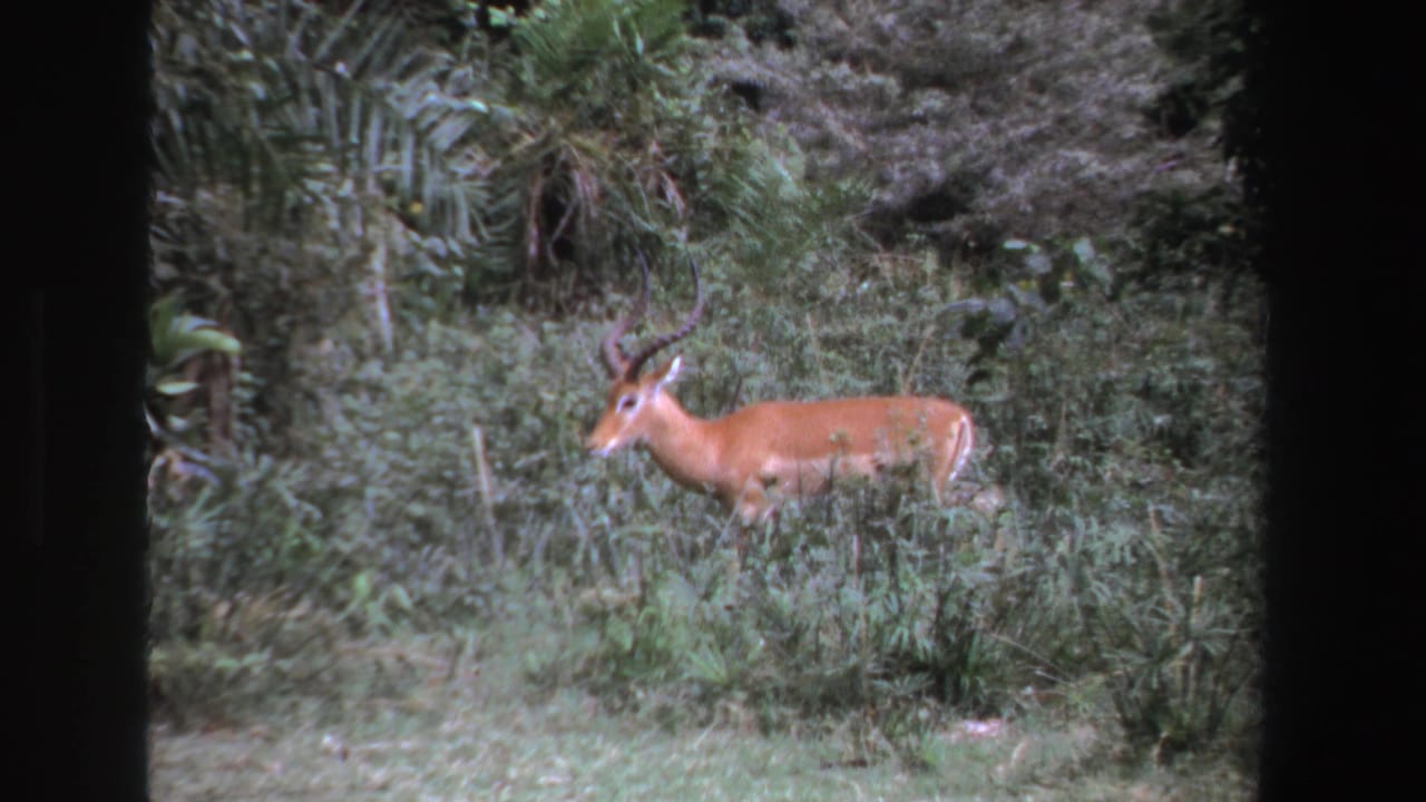 Horned antelope standing in green brush and tall grass.