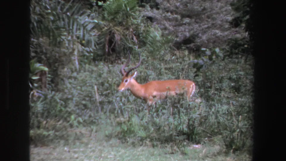 1969 South Africa home-movie frame of a reddish-brown horned antelope partly surrounded by dense green foliage.