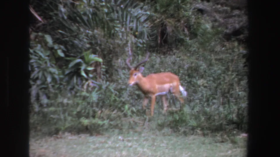 1969 South Africa 8mm frame showing a horned antelope walking through grass with dense vegetation behind it.