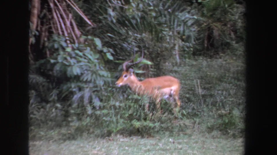 1969 South Africa home-movie frame of the antelope in profile, partly framed by dark borders and leafy vegetation.