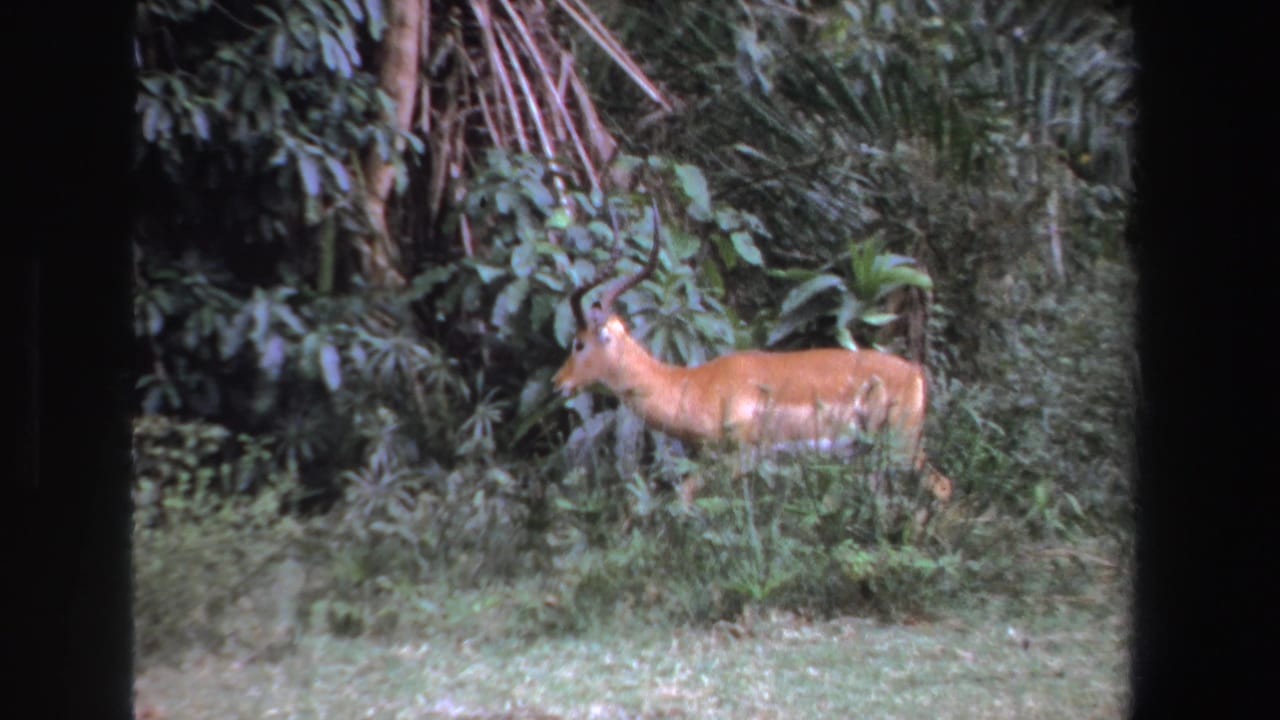 Horned impala walking beside dense green bush at the edge of a grassy clearing.
