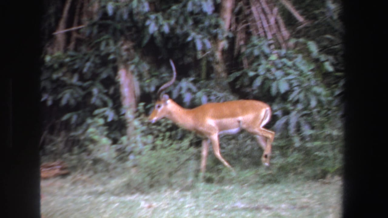 The impala appears in profile as it walks across grass before dense green vegetation in the South Africa 1969 footage.