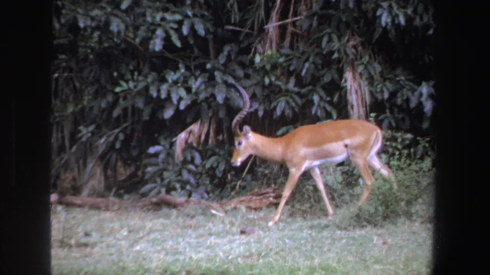 A slender horned impala walks left to right across the frame, with leafy undergrowth and palm-like fronds behind it.