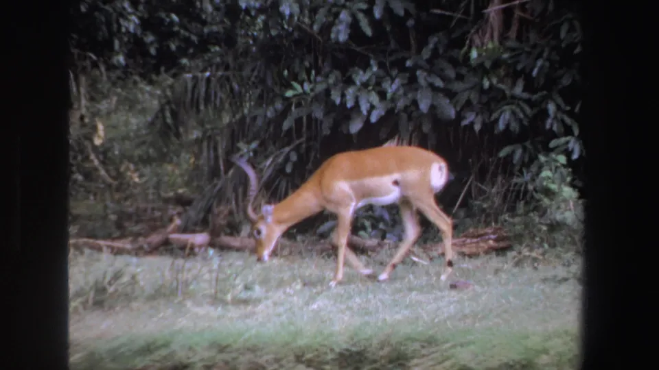 The impala lowers its head toward the grass near dense bush, captured with soft grain and handheld 8mm framing.