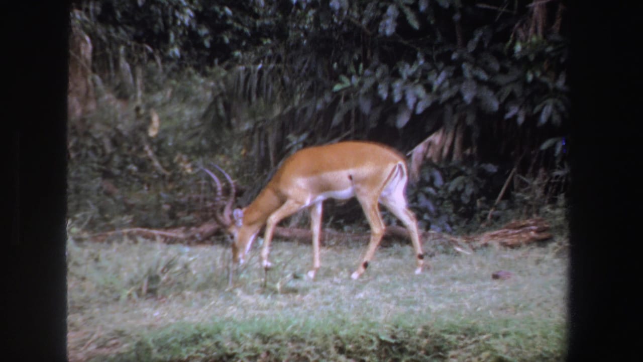 Brown antelope-like animal grazing in a grassy clearing beside dense trees.