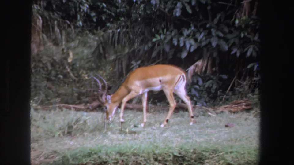 1969 South Africa 8mm frame showing a brown impala-like animal grazing near a dark green forest edge.