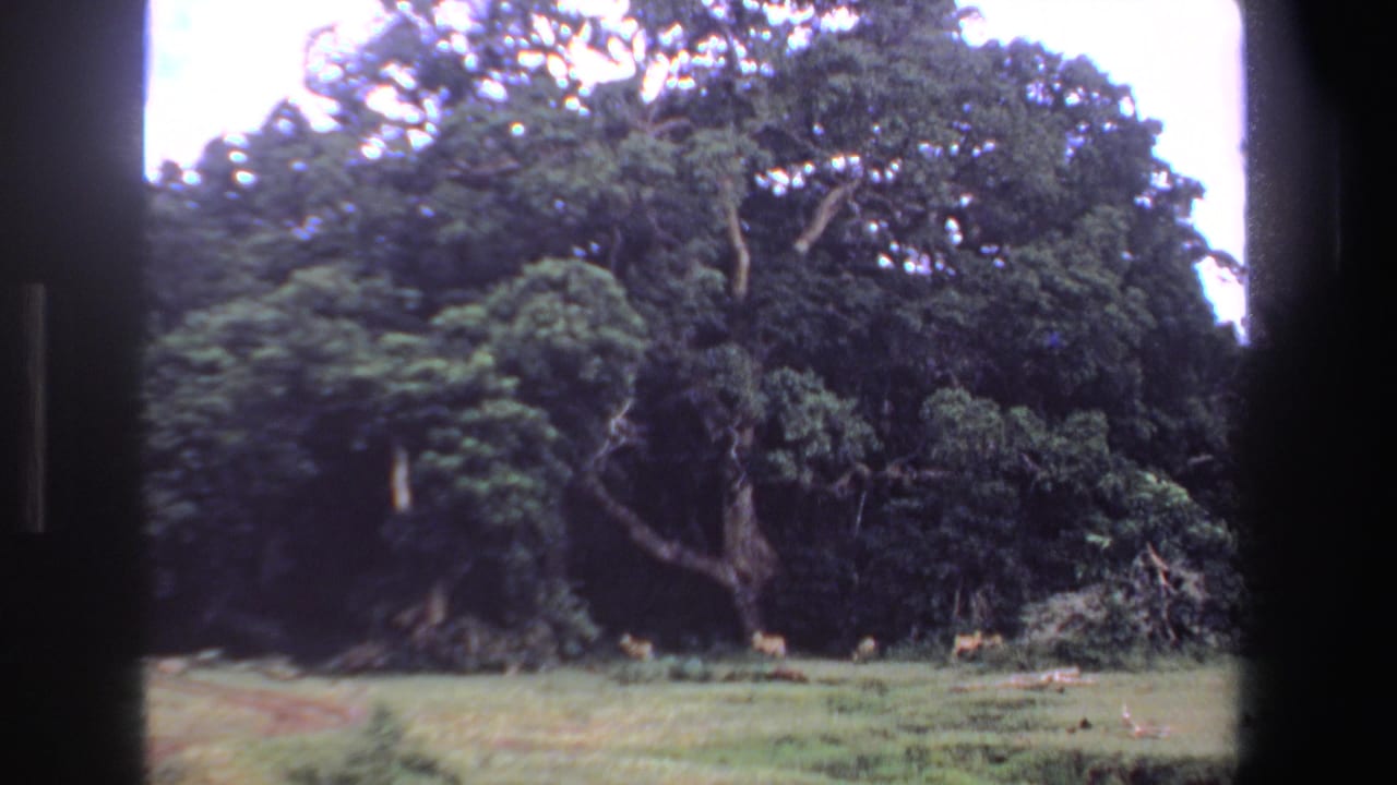 Large green tree line with several small animals near the grass edge.