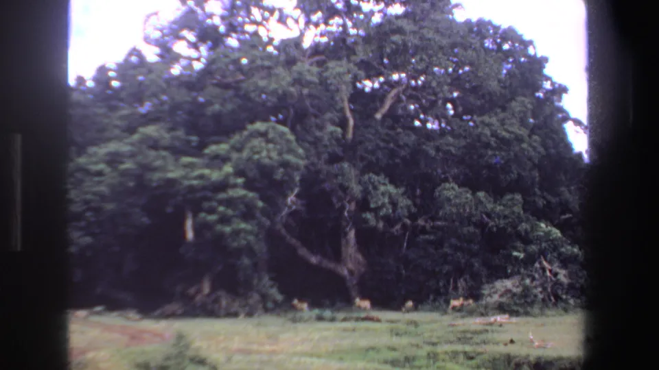 1969 South Africa 8mm frame showing a broad tree line with small deer or antelope visible near the clearing.