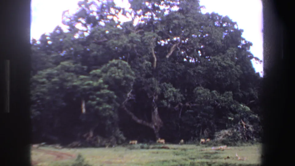 1969 South Africa 8mm frame with dense green trees, open grass, and small deer or antelope near the treeline.