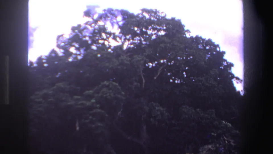 Final 1969 South Africa 8mm frame showing a soft, handheld view of animals near a broad green tree line.