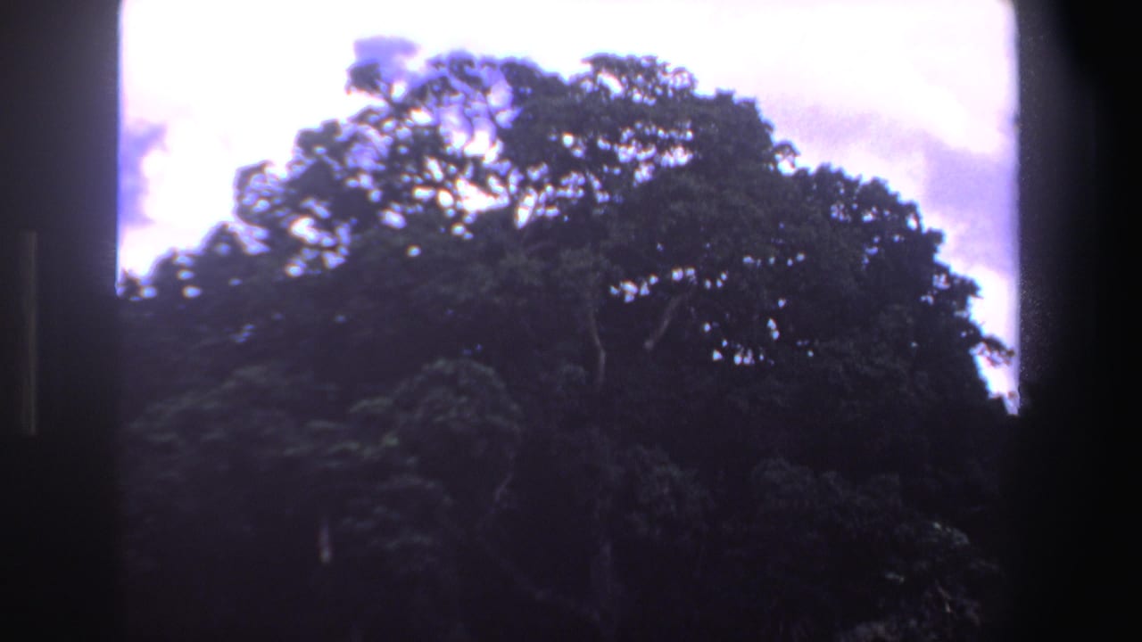 Large tree canopy over a shaded grassy clearing with small animals near the ground.