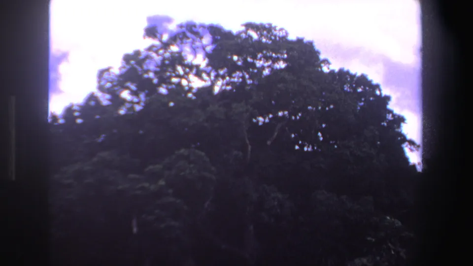 1969 South Africa 8mm frame showing a large tree, dense foliage, and small grazing animals in a shaded clearing.