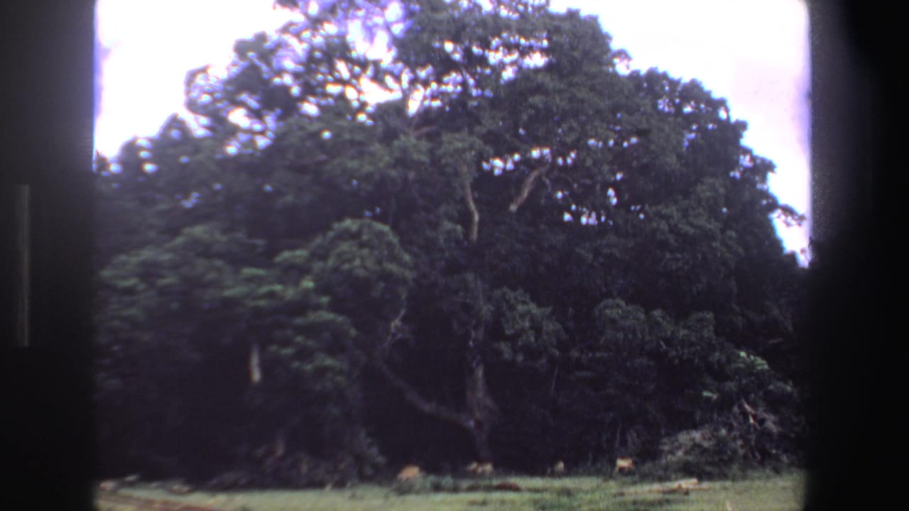 Dense green tree canopy with several small animals grazing below in sunlight.