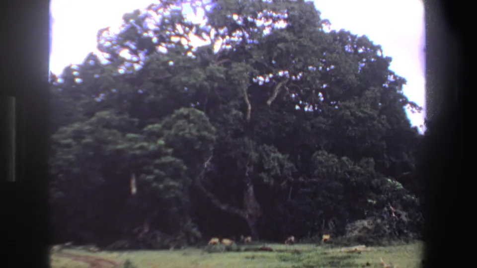 1969 South Africa 8mm view of small grazing animals in front of a large tree and dark green forest growth.