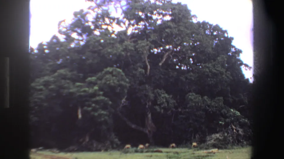 1969 South Africa home-movie still with a spreading tree, forest edge, and small wild animals grazing below.