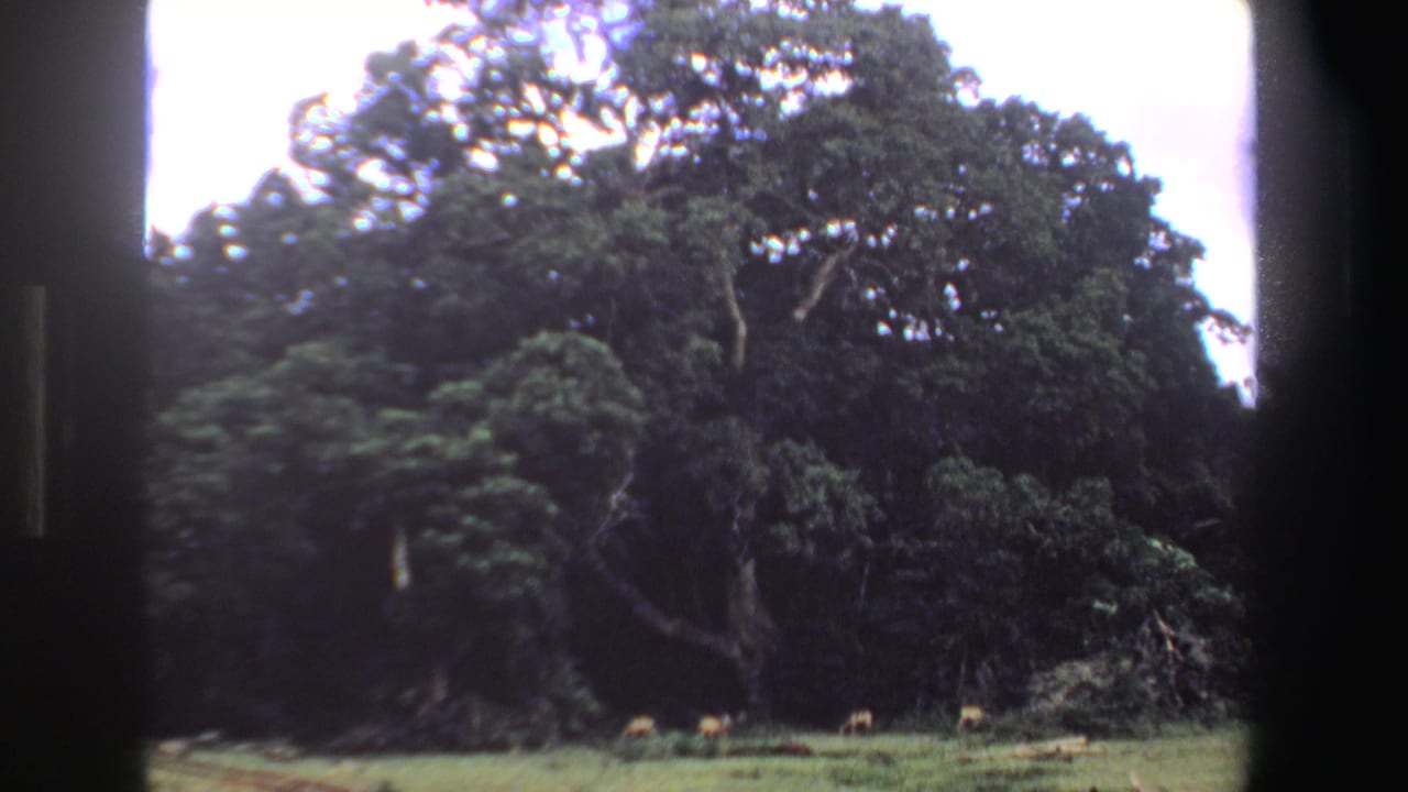 Large tree over a grassy clearing with small antelope grazing in the distance.