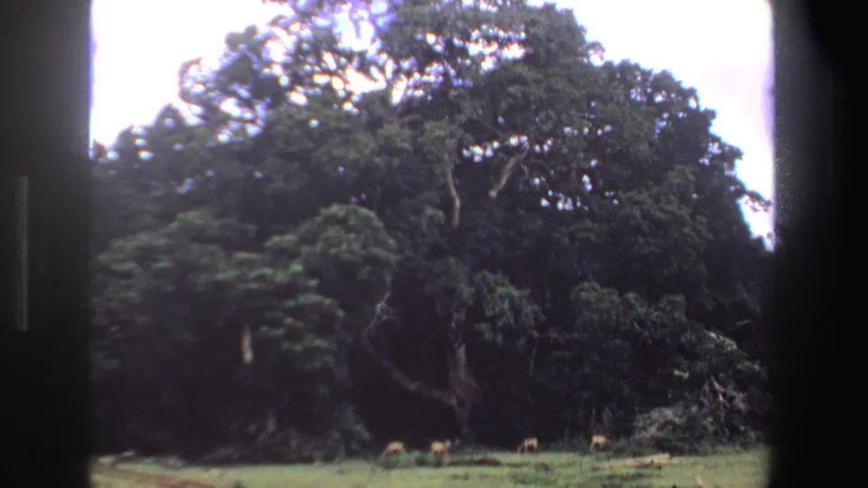 1969 South Africa 8mm frame showing a broad-canopied tree, dense foliage, and small antelope grazing across a grassy clearing.