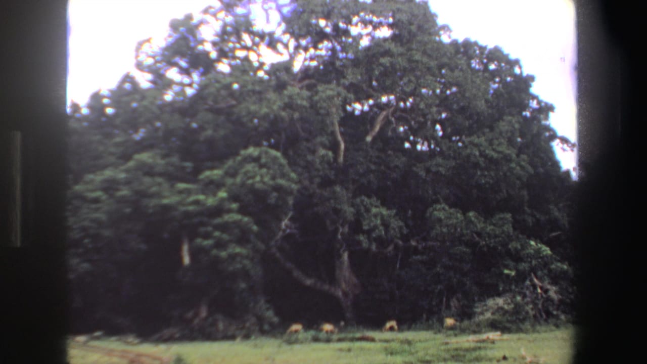 1969 South Africa 8mm frame with a large shaded tree, grassy foreground, and several small antelope grazing near the tree line.