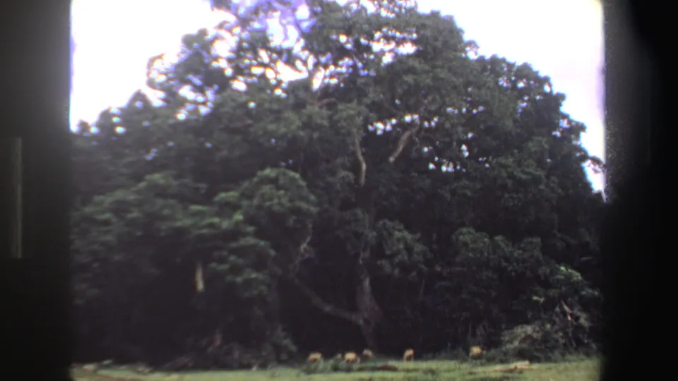 1969 South Africa home-movie frame showing a massive tree, dark foliage, and small antelope grazing across the lower grassy area.