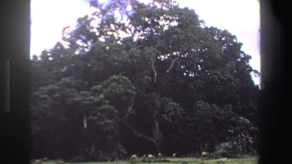 1969 South Africa 8mm frame of a large leafy tree with distant antelope grazing along a grassy clearing under bright sky.