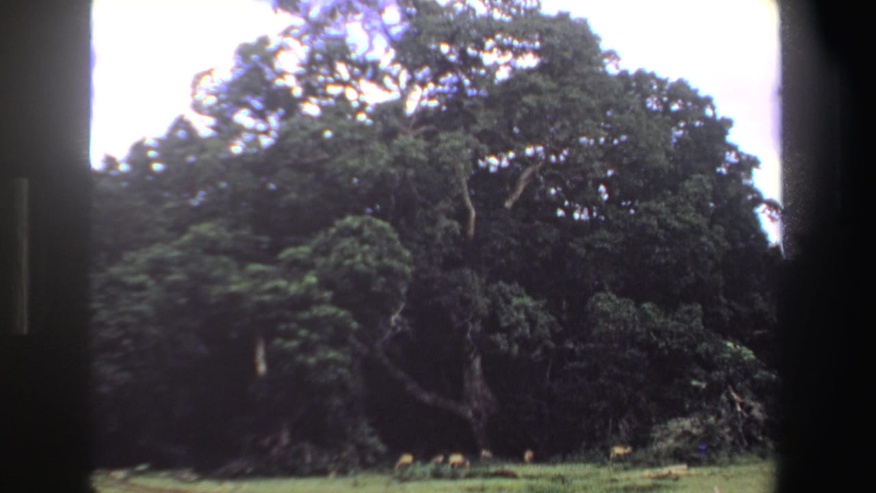 1969 South Africa 8mm frame showing small antelope grazing in a clearing under dense trees, with black film borders visible.