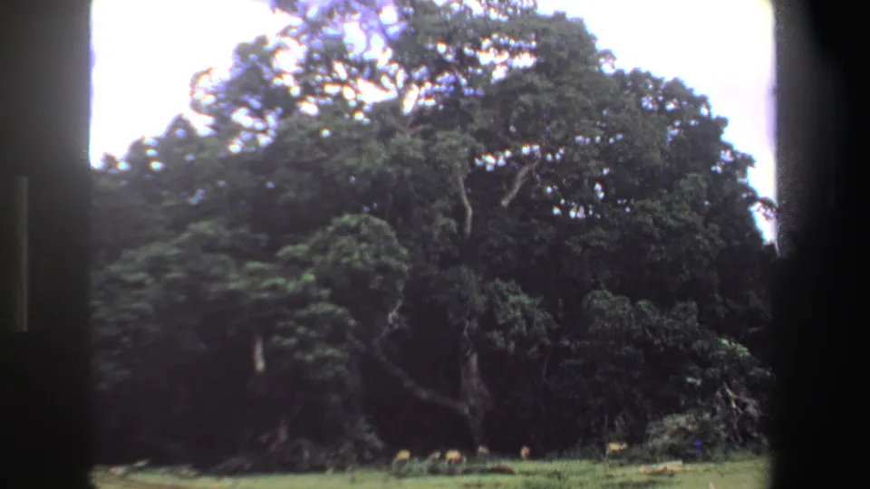 1969 South Africa 8mm frame showing small antelope grazing in a clearing under dense trees, with black film borders visible.
