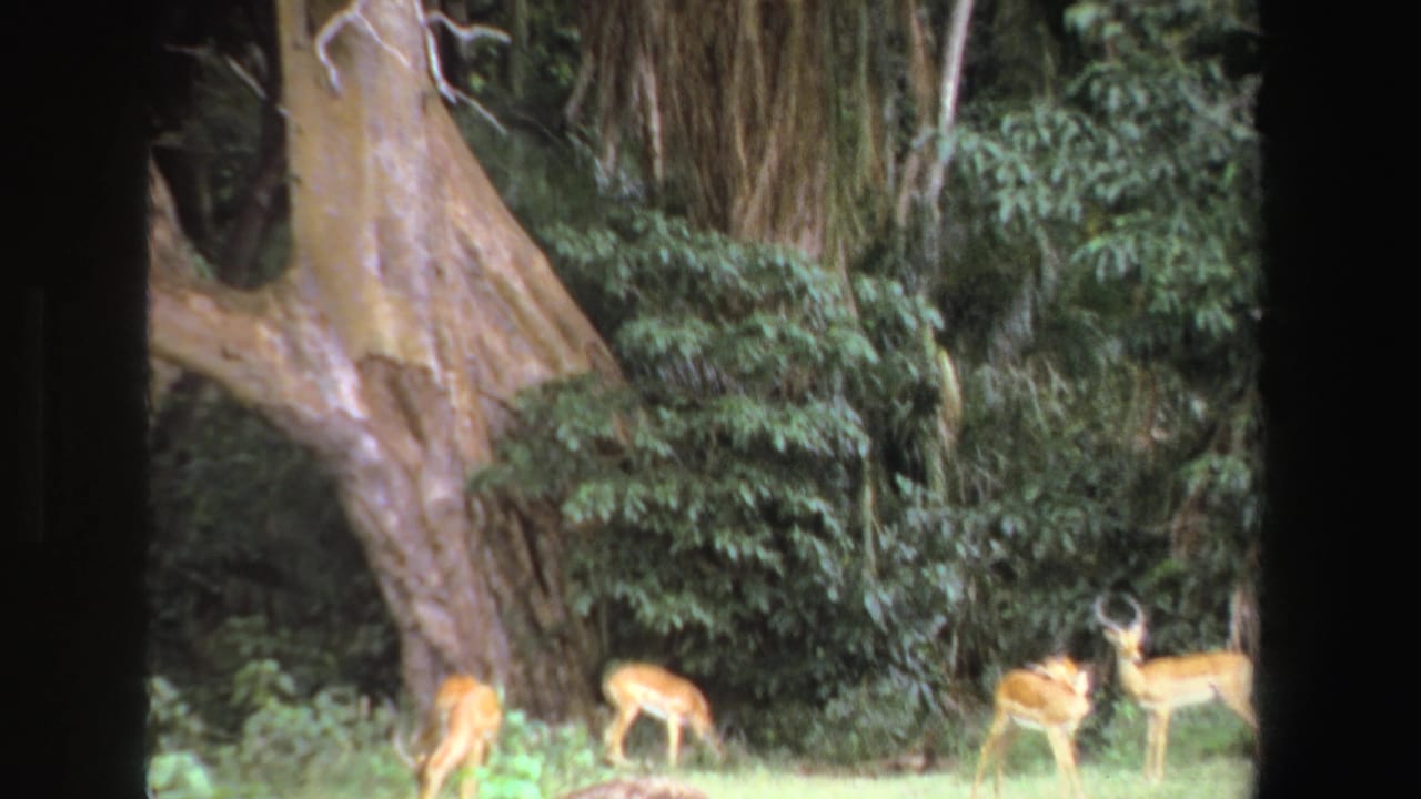 Several antelope stand and graze near a large tree trunk.