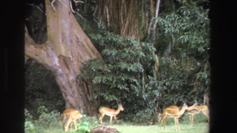 1969 South Africa 8mm frame showing antelope in a grassy foreground against dense foliage and a broad textured tree trunk.