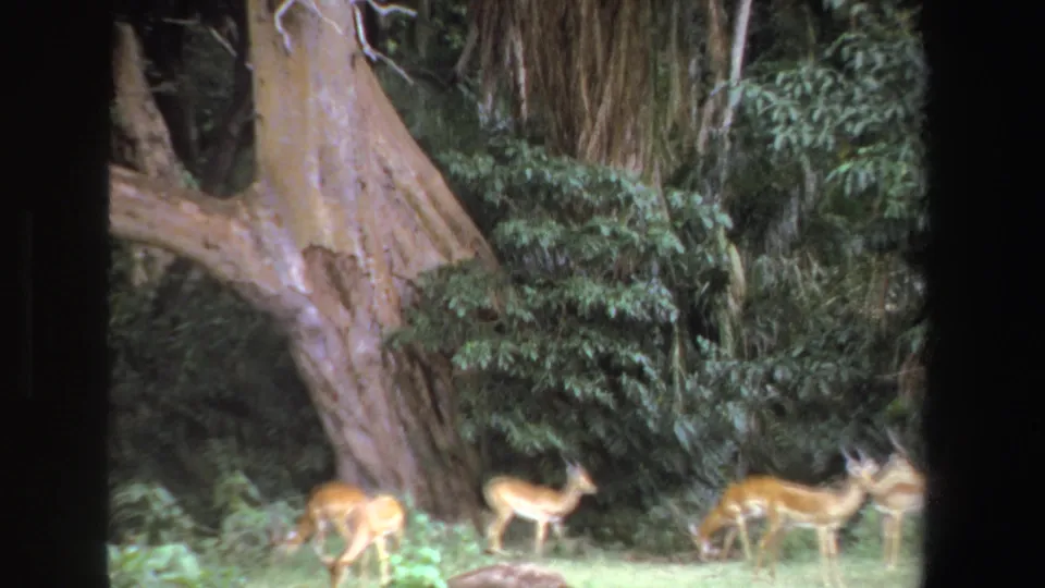 1969 South Africa 8mm frame of antelope grazing near dense brush, with a large tree trunk and soft archival color.