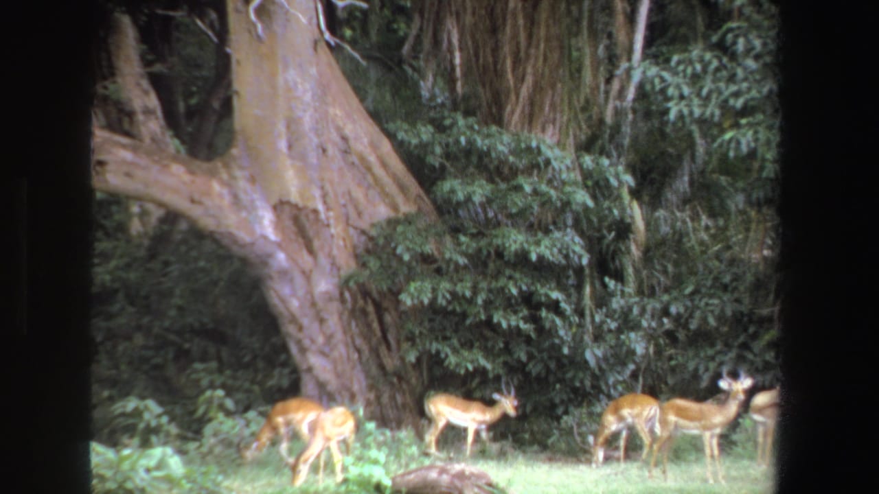 Antelope grazing near a large pale tree trunk in a wooded clearing.