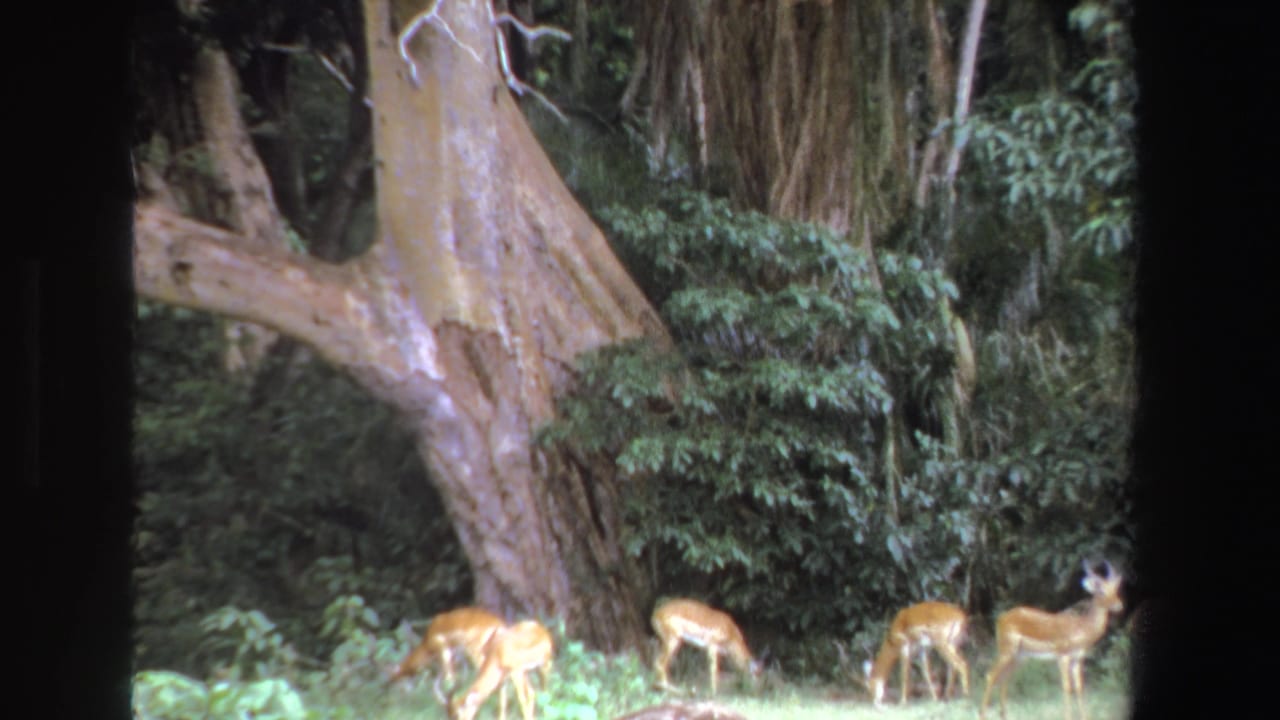 Five antelope spread across grass in front of dense trees and brush.