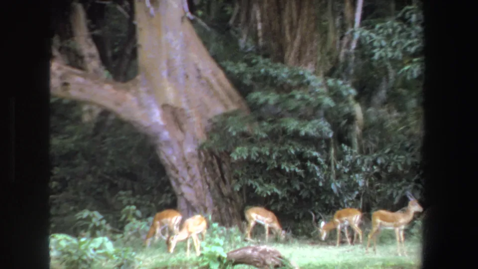 1969 South Africa 8mm frame showing antelope grazing at the base of a large tree in a green clearing.