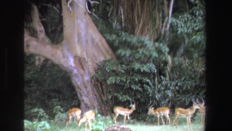 1969 South Africa 8mm frame with antelope in a grassy clearing, backed by a large tree and dense vegetation.