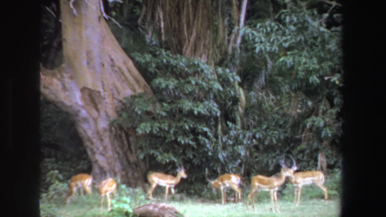 1969 South Africa 8mm frame showing a small group of antelope grazing near a large pale-barked tree in a wooded clearing.