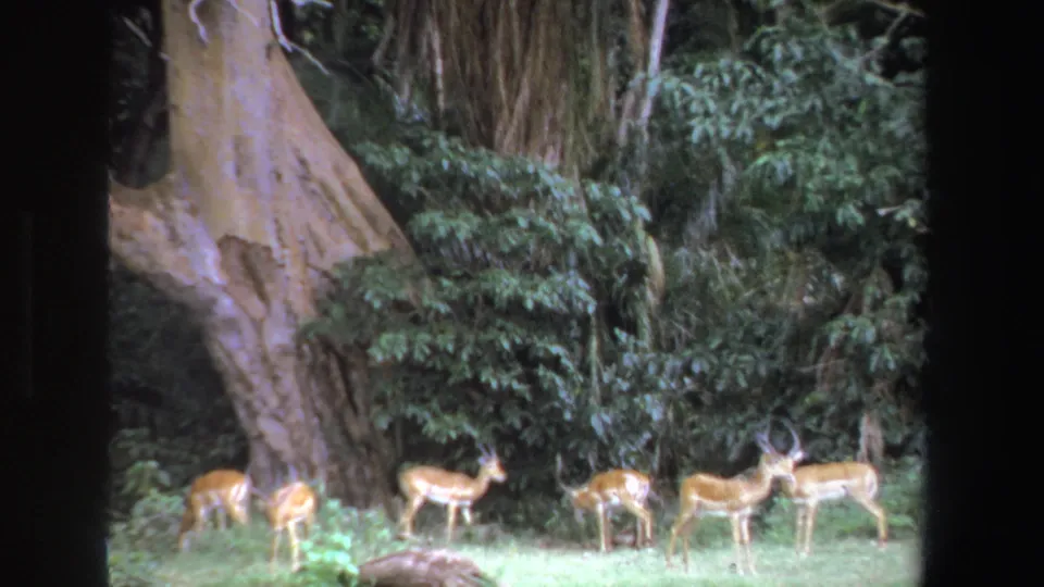 1969 South Africa 8mm frame showing a small group of antelope grazing near a large pale-barked tree in a wooded clearing.