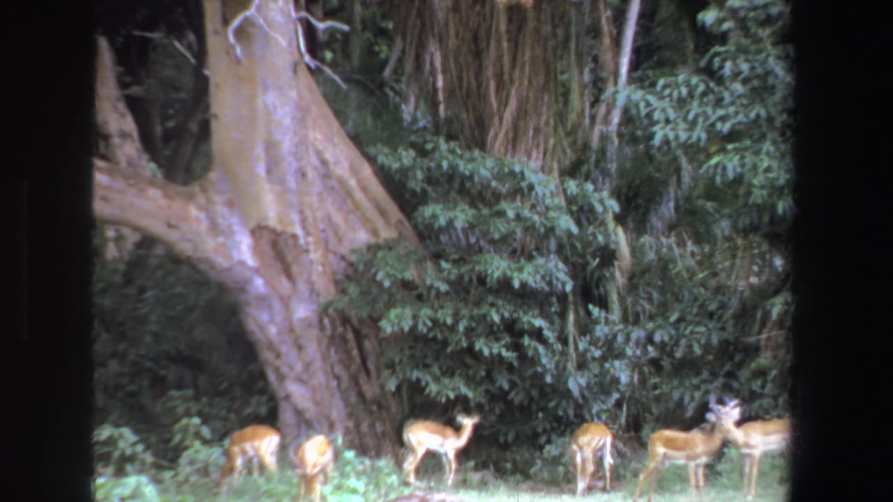 Antelope stand and graze near dense greenery and a large pale tree trunk.
