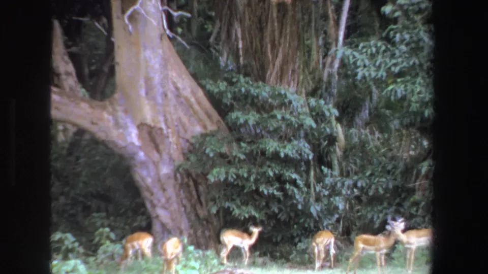 1969 South Africa wildlife frame with antelope grazing and standing near a broad tree trunk and thick green shrubs.