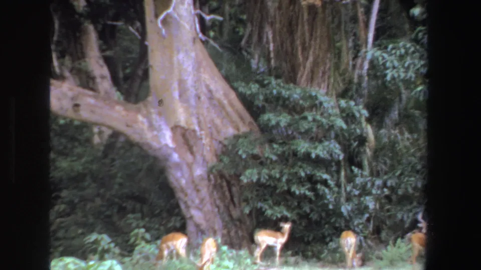 1969 South Africa 8mm frame showing antelope clustered near the base of a large tree with leafy shrubs behind them.