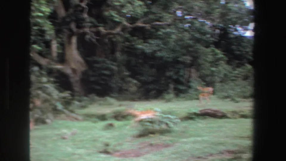 1969 South Africa 8mm frame showing antelope moving through an open grassy area bordered by dark trees and dense shrubs.