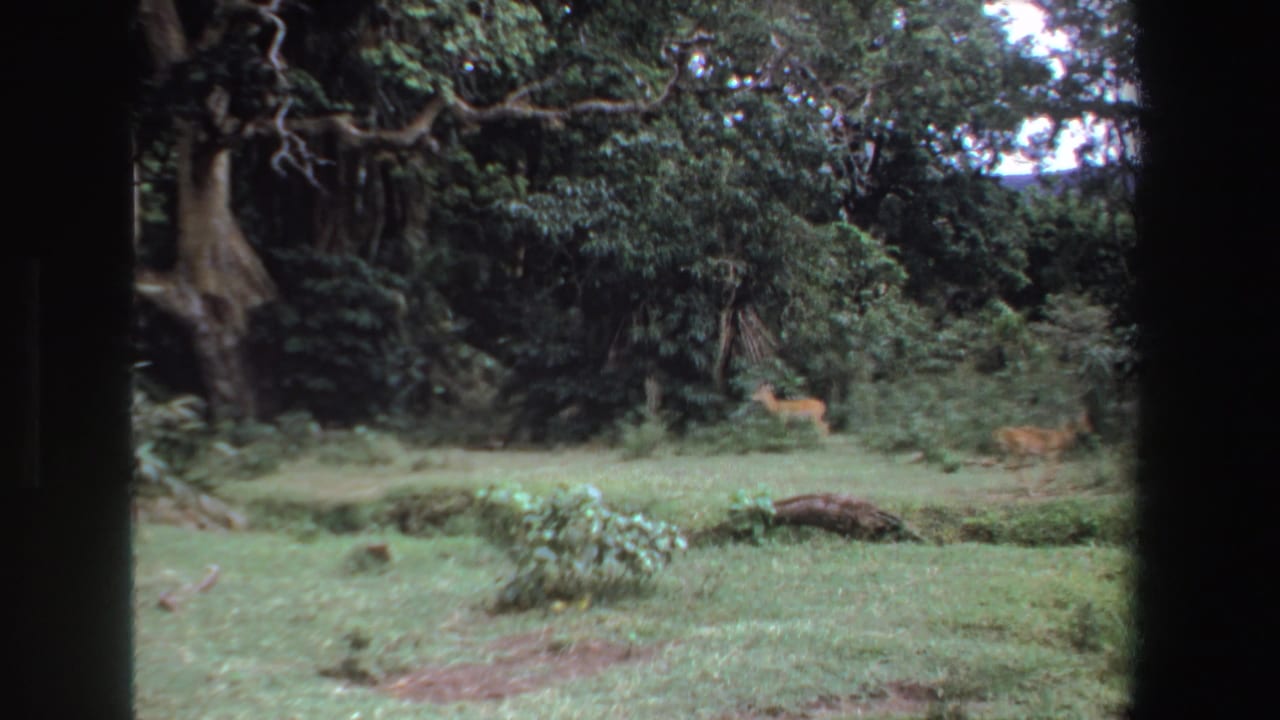 Small deer or antelope stands in a grassy clearing beside dense trees.