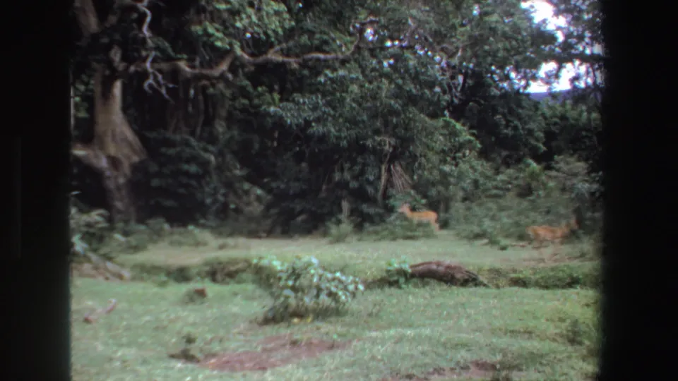 1969 South Africa 8mm frame showing a small deer or antelope in grass near thick trees and dark foreground borders.