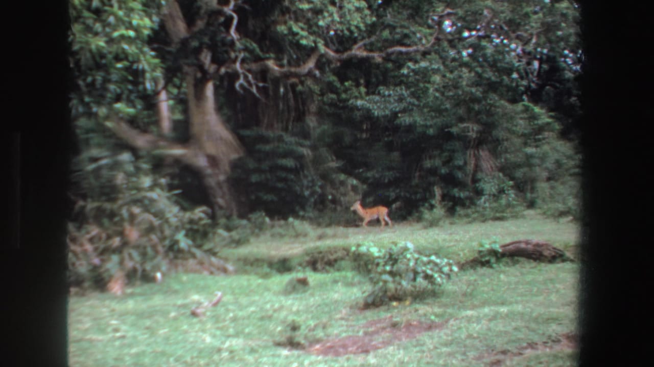 1969 South Africa 8mm frame of a small deer or antelope moving across a green clearing backed by dense trees.
