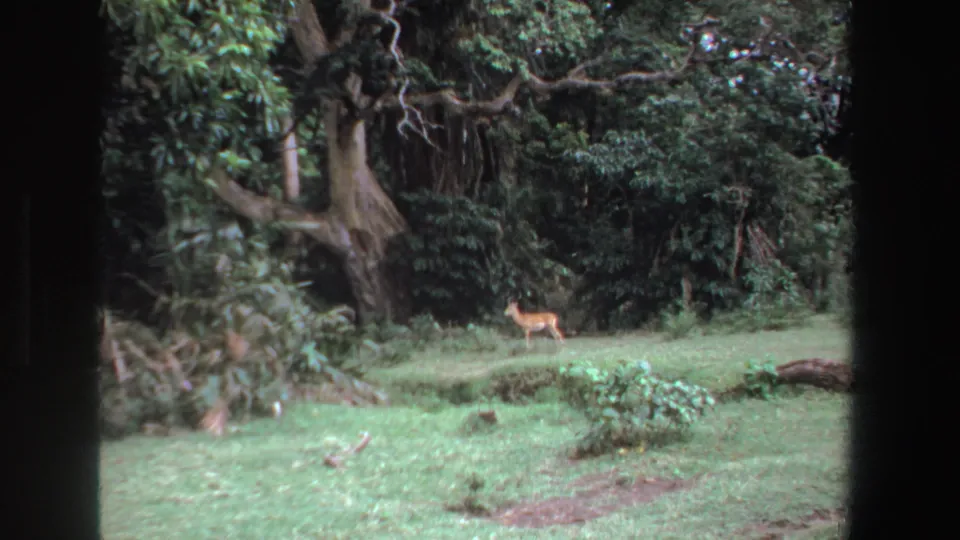1969 South Africa 8mm frame showing a small deer or antelope centered in grass beneath heavy tree cover.