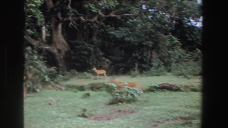 1969 South Africa 8mm frame with one small deer or antelope standing and another blurred animal crossing the foreground.