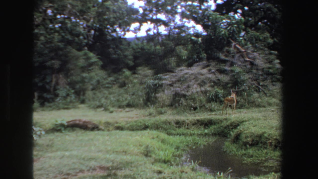 Small deer or antelope-like animal standing in a grassy clearing near trees and a narrow pond.