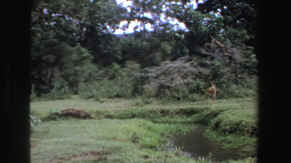 1969 South Africa 8mm frame showing a small deer or antelope-like animal in a grassy wooded clearing near water.