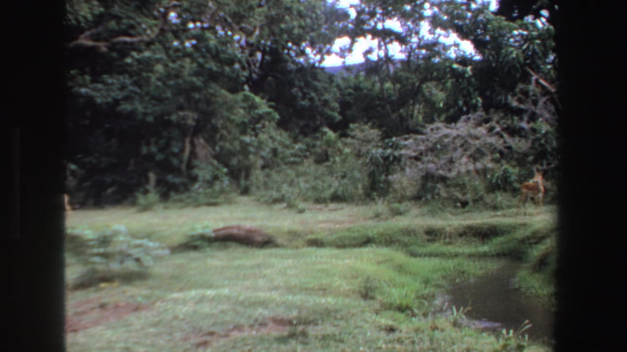Small deer or antelope-like animal at the right edge of a grassy wooded clearing.