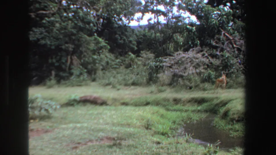 1969 South Africa 8mm frame showing the small animal paused near brush, with grass and a narrow pond in front.