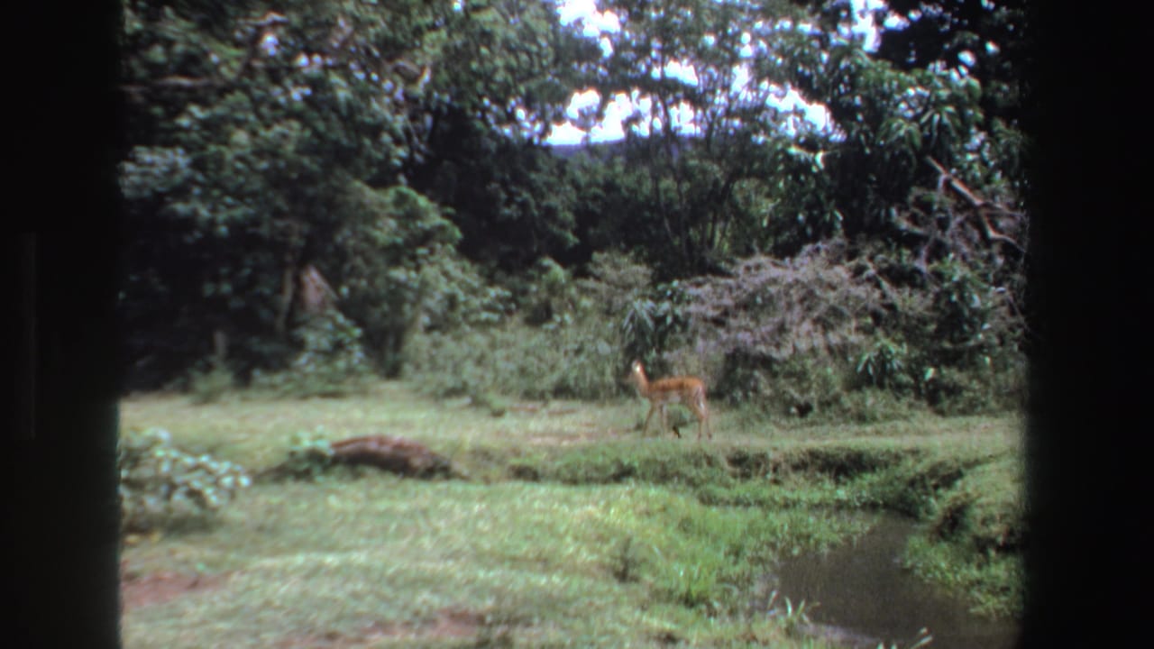 Small antelope standing in grass near a creek with dense trees behind it.